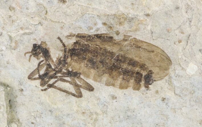 Fossil March Fly (Plecia) - Green River Formation #154505